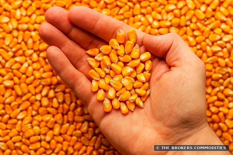 GMO corn for animal feed — Illustrative photo from the current catalogue; not a specific lot.
